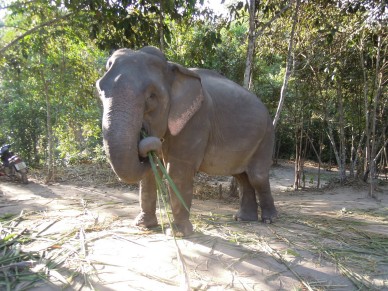 słonie_elephants