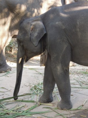 słonie_elephants
